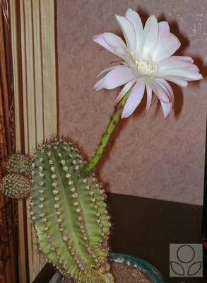 Echinopsis subdenudatа - Эхинопсис полуобнаженный - купить семена на  Tropics Seeds.