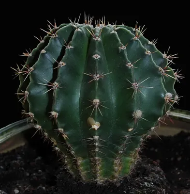 Кактус Эхинопсис гибридный (Echinopsis hybrid) семена купить недорого