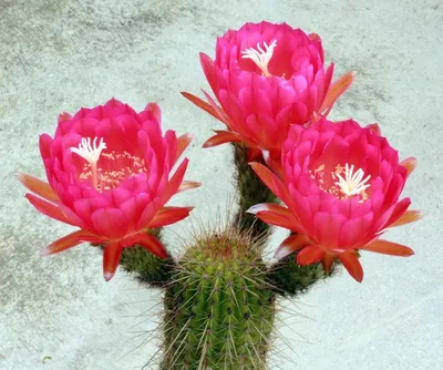 Коллекционный объект БСИ ДВО РАН: Echinopsis chamaecereus (Эхинопсис  хамецереус)