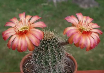 Кактус гибридный Эхинопсис (Echinopsis subdenudata x Echinopsis eyriesii)  семена купить недорого