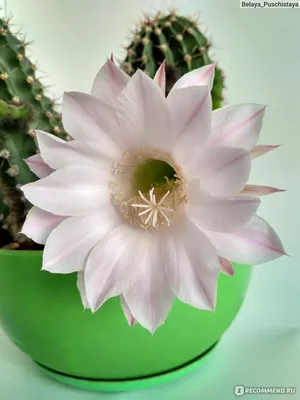 Растение ⌀ 5 Echinopsis SUBDENUDATA (Эхинопсис): купить c доставкой почтой  🌸 Адениум дома