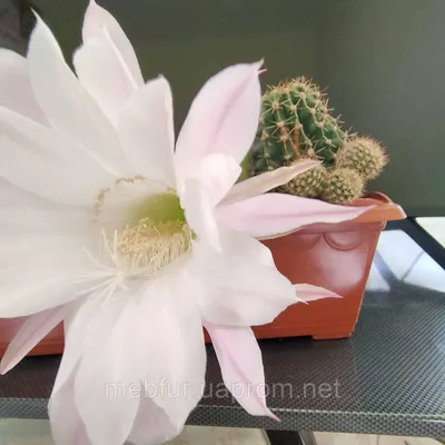 Растение ⌀ 5 Echinopsis SUBDENUDATA (Эхинопсис): купить c доставкой почтой  🌸 Адениум дома