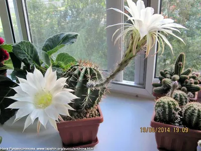 File:Echinopsis eyriesii - JBM.jpg - Wikimedia Commons