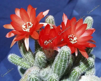 Эхинопсис Субденудата / Echinopsis Subdenudata в Обнинске