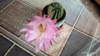 Эхинопсис ( Echinopsis) - «Цветы Эхинопсиса – само совершенство! Каждое  лето жду цветения своих кактусов, как праздника. В этом году порадовали  дважды! » | отзывы