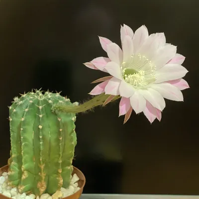 Эхинопсис Бревиспинус (Echinopsis Brevispina)