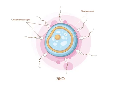 Экстракорпоральное оплодотворение: как делают ЭКО по шагам | Клиника  репродуктивного здоровья \"Арт-ЭКО\" | Дзен