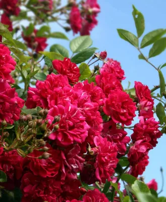 Саженцы розы эксцельза купить в Москве по цене от 1800 рублей