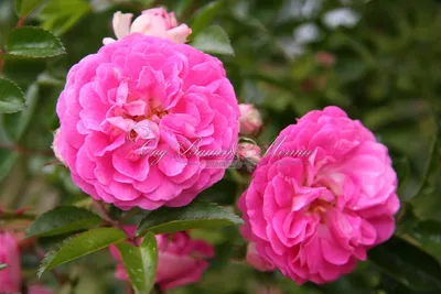 Роза плетистая розовая сорт Эксцельза (Excelsa), саженцы 2-х летние  (ID#1853917965), цена: 110 ₴, купить на Prom.ua