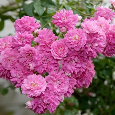 Плетистая роза в моем саду (Роза Эксцельза) | Нина Сысоева | Дзен