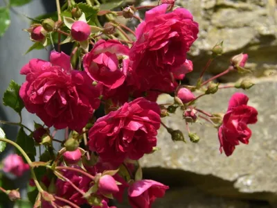 История одной плетистой розы. Excelsa - моя верная и надежная спутница |  Розовый сибирский сад | Дзен