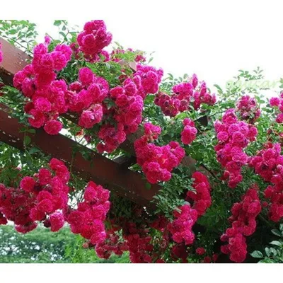 Супер Эксцельза (Super Excelsa) - Плетистые розы - Розы - Каталог