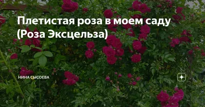 Платикодон роза эксцельза колокольчик лаванда гвоздика горянка: 40 грн. -  Сад / огород Каменское на Olx