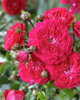 Купить саженцы розы плетистой Супер Эксцельза с доставкой в Москве и  Подмосковье