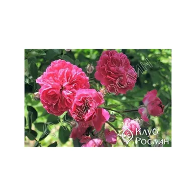 Роза плетистая Эксцельза – купить за 280 руб.
