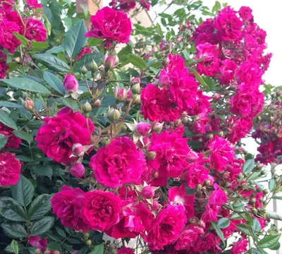 Роза плетистая Эксцельза (Excelsa), цена снижена, цена 15 р. купить в  Бресте на Куфаре - Объявление №212874034