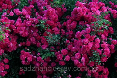 Секреты успешной посадки и выращивания розы Эксцельза: практическое  руководство для начинающего цветовода - Посадика