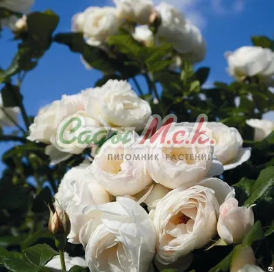 Саженцы роз Супер Эксцельза (Super Excelsa) (ID#1215180250), цена: 100 ₴,  купить на Prom.ua