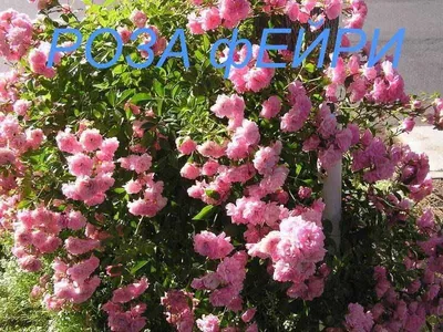 Роза Excelsa (Эксцельза) – купить саженцы роз в питомнике в Москве