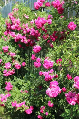 Саженцы Плетистых Роз купить по цене от 180₽ в Шиханах | Доставка Почтой
