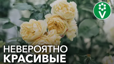 Супер Эксцельза - Энгельсский плодопитомник \"Покровский дворик\"