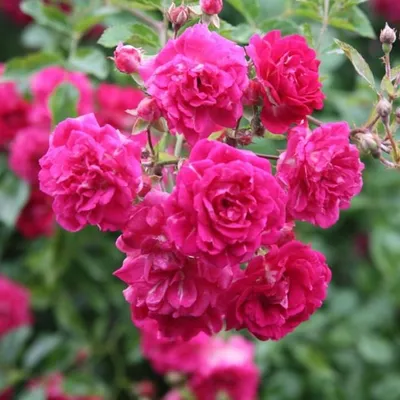 Роза плетистая Эксцельза – купить за 280 руб.