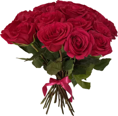 Роза Эквадор EXPLORER 40-50см | Купить розы в Челябинске