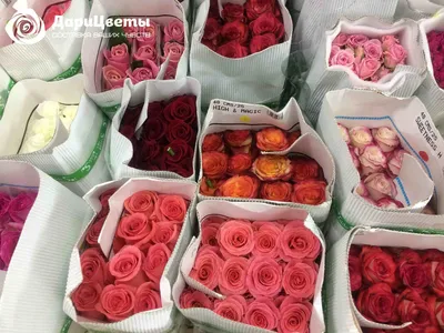 Букет из розы Эквадор - купить с доставкой по Киеву, лучшая цена на Букет  из розы Эквадор на сайте цветов с доставкой Флорен