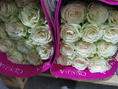 21 розовая роза Палома (Эквадор) купить с доставкой в Москве | Заказать  букет цветов недорого