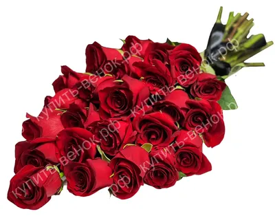 Самые стойкие эквадорские розы - Arcus Flowers