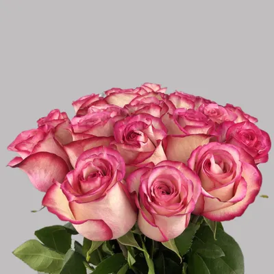 Роза Эквадор | Цветы по низким ценам 24/7