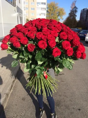 51 белая эквадорская роза | Белые розы | Kiwi Flower Shop