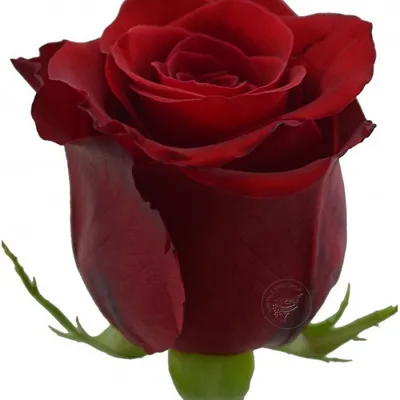 Красные розы (Эквадор), сорт \"Фридом\"