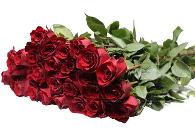 Оперативная доставка 101 Эквадорской розы в Баку- Ag Ciceyim