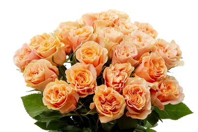 Эквадорские розы 🌹 Эквадор 60см-180₽ 15шт-2700₽ 25 шт - 4500₽ 51шт-9180₽  101 со скидкой 20%-14600₽ Цена актуальна на момент публикации… | Instagram