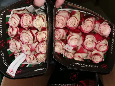 Букет из 99 красных розы Эквадор Фридом ( 90 см) за 55999р. Позиция № 587