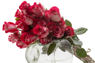 Розы эквадорские 25 шт 40 см, артикул: 333046622, с доставкой в город  Москва (внутри МКАД)