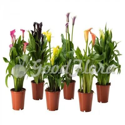 Экзакум выращивают в качестве однолетнего комнатного растения из-за  обильного долгого цветения - на подоконни… | Однолетние растения, Растения,  Выращивание растений