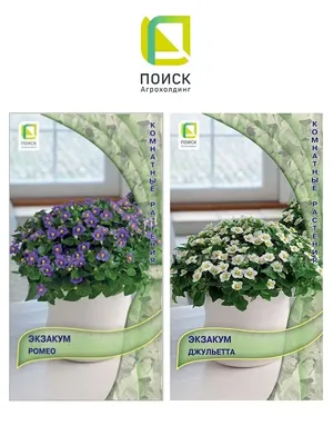 Экзакум Роял Дэн белый Exacum Royal Dane White - купить семена цветов с  доставкой по Украине в магазине Добродар