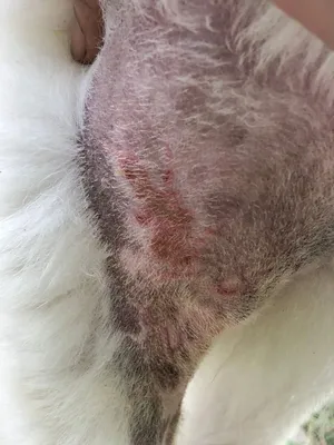 Аллергия на корм у собак - Veterinar-Dermatolog