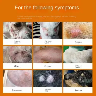 Аллергия на блох у собак и кошек - Ветеринар Карлсруэ - Центр мелких  животных Арндта