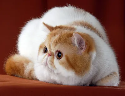Уникальные фото экзотических кошек