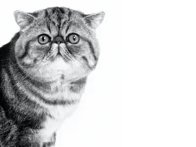 Фото экзотических кошек в формате jpg – скачивай бесплатно