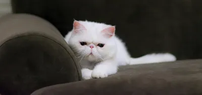 Экзотические кошки: фото, которые станут фоном для твоего экрана