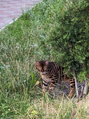 Экзотические кошки в высоком разрешении на фото