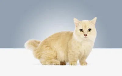 Обнови свой фон экрана с помощью фото экзотических кошек