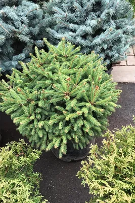 Ель обыкновенная Барри. (Picea abies Barryi) С7,5 купить в  интернет-магазине ЦВІТСАД с доставкой по Украине