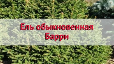 Купить подушковидная ель в горшке сорт Барри, сорт Нидиформис —  интернет-магазин растений Вилла Ма, купить ель шарообразную карликовую с  доставкой