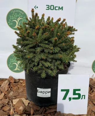 Купить Ель обыкновенную Барри 🌲 в Пензе по цене от 1200 руб.