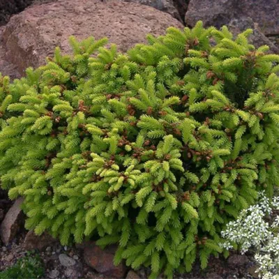 Ель обыкновенная Барри 🌿 Обзор: посадка и уход. крупномеры ели Барри:  описание и особенности - YouTube